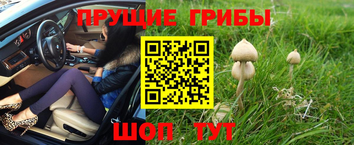 Псилоцибиновые грибы Psilocybe Скопин